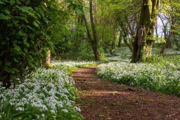 Woodland Path with Wild Garlic in Full Bloom
