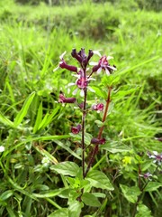 flowers in garden