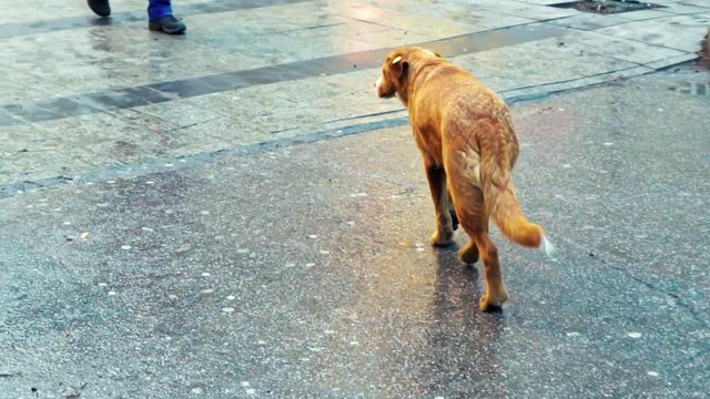 Slow Motion Tracking Shot of a Stray Dog in Skopje's Streets