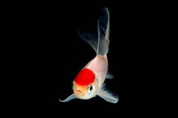 fish Gold koi fish isolated on black background.
