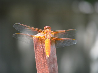 Dragonfly close-up