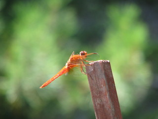 Dragonfly close-up