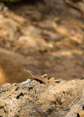 Lizard