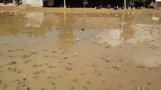 Poor Rice Field