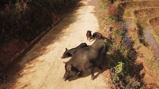 Pedestal shot of  six black pigs standing on the road among terrace fields in Lao Chai region in Vietnam