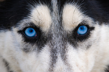 Staring and evil wolf eyes blue eyes