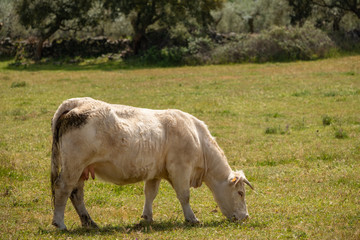 Charolais cows grazing in the meadow of Extremadura, Spain