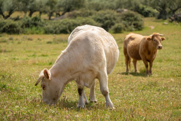 Obraz premium Charolais cows grazing in the meadow of Extremadura, Spain