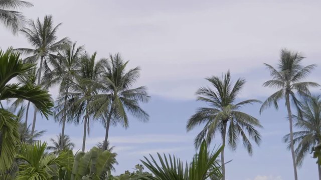 Tall exotic palm trees lulled by the wind during a beautiful sunny day