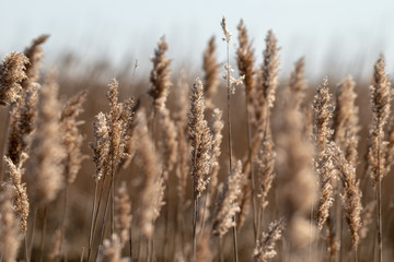 Fototapeta premium A field of marsh grass with some stalks blurred