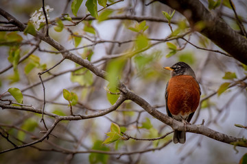 robin on a branch