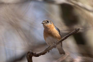 A female Eastern Bluebird perched on a branch with a sparkle in her eye