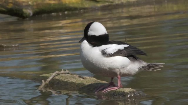 Bufflehead duck grooming on a branch at the lake.