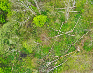Aerial view on fallen and destroyed deciduous trees after strong wind storm like hurricane or...