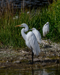 great blue heron in water
