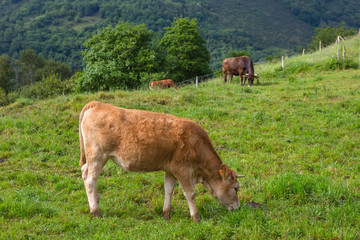 farm cows