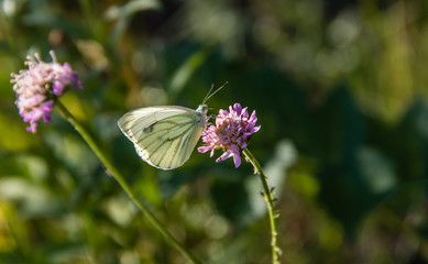 A white moth sits on a pink flower. Little moth