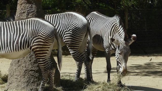 Three zebras standing and chewing grass. 4K resolution.