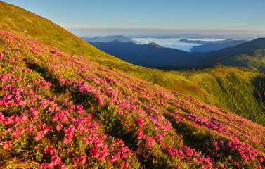 Fototapeta na wymiar Beautiful view of pink rhododendron rue flowers blooming on mountain slope with foggy hills with green grass and Carpathian mountains in distance with dramatic clouds sky.