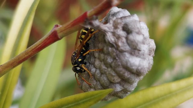 Macro shot of a wasp building its nest upside down, filmed in slow motion