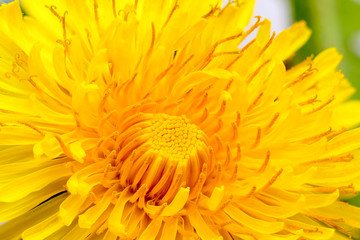 Dandelion flower macro