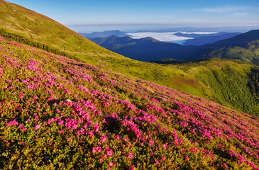 Fototapeta premium Beautiful view of pink rhododendron rue flowers blooming on mountain slope with foggy hills with green grass and Carpathian mountains in distance with dramatic clouds sky.