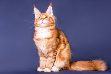 Fototapeta na wymiar Cute maine coon kitten on grey background in studio, isolated.