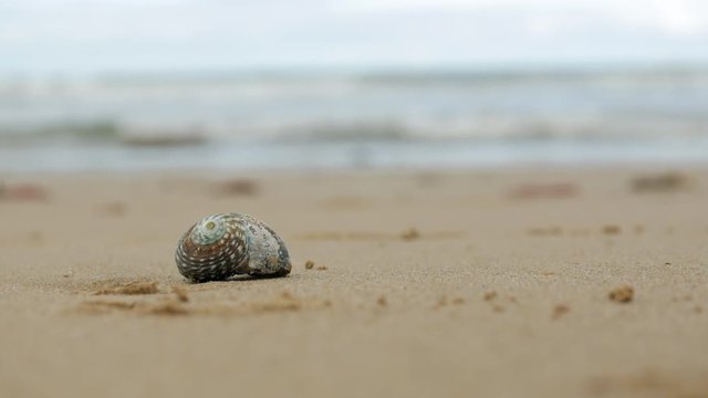 Isolated beautiful seashell laying on the sandy beach. STATIC SHOT.