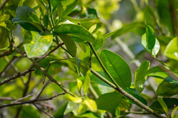 Ant in a Tree