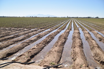 Arizona's syphon irrigation of first growth rose nursery