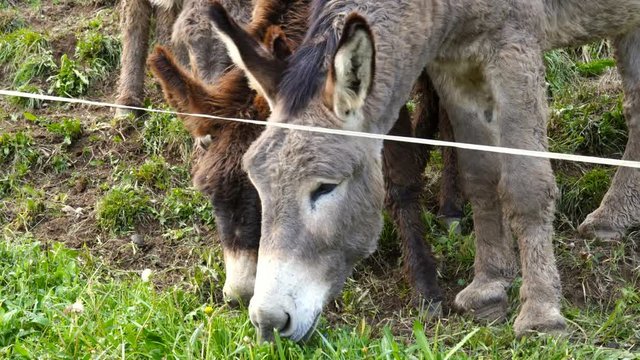 Donkeys grazing in the mountains eat grass