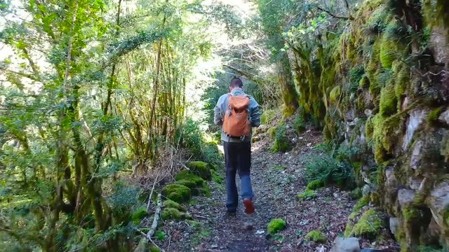 Caminando dentro de un bosque cerde