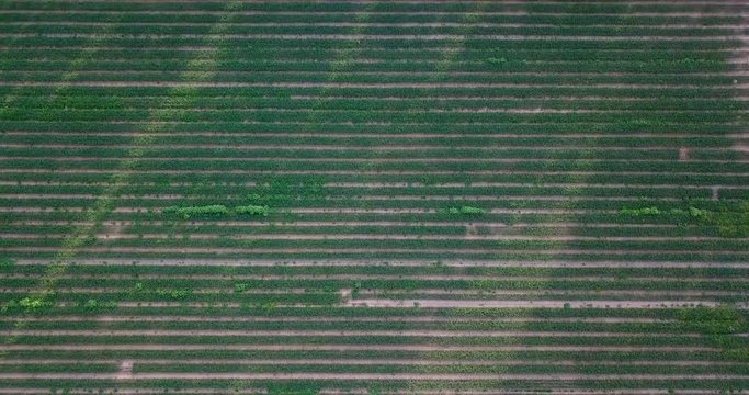 Aerial view of a Green agriculture field at the desert of israel on a sunny day. Top down drone shot above farmers Irrigation system in the desert of Israel