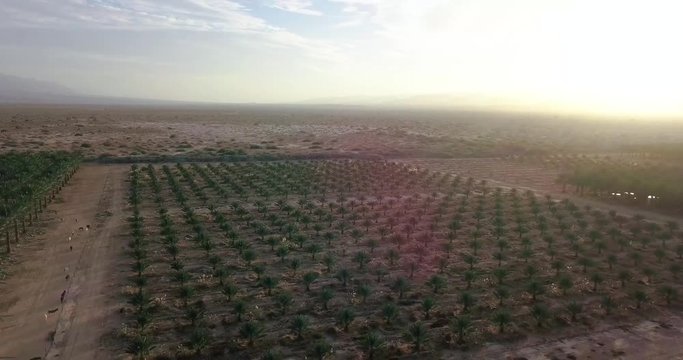Aerial above Date Palms trees Plantation In The Desert of israel. Blue sky, birds passing by with sun flare. scenic beautiful nature view genesis with rising sun