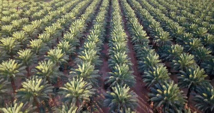 Aerial above Date Palms trees Plantation In The Desert of israel. Flying View Edom Mountains Arava Rocky Desert with Sand sandy desert and clouds. kibbutz in southern Israel