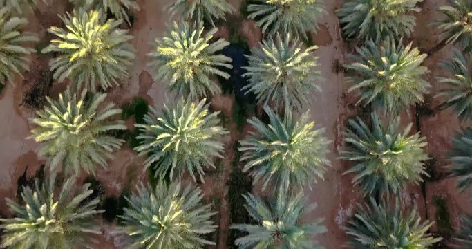 Aerial top down shot over Date Palms trees Plantation In The Desert of israel. Flying View Edom Mountains Arava Rocky Desert with Sand sandy desert and clouds. kibbutz in southern Israel