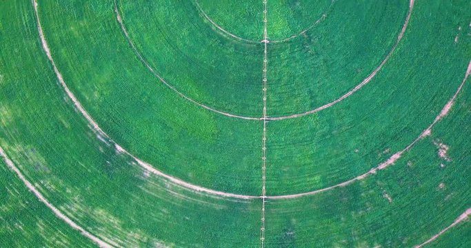 Aerial above agricultural circle plantation in the middle of desert Israel. Circular green irrigation patches for agriculture in the Negev desert of Israel