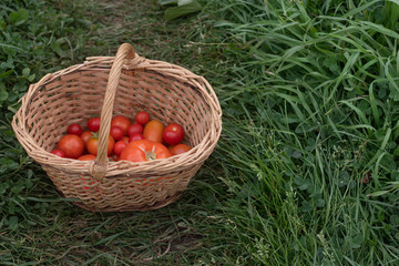 Fototapeta na wymiar Basket with tomatoes. Homemade vegetables. Agriculture. Basket of vegetables.