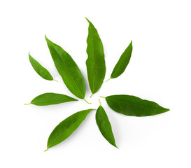 Plakat Bai-ya-nang (Thai name) (Tiliacora triandra). Thai herb top view
