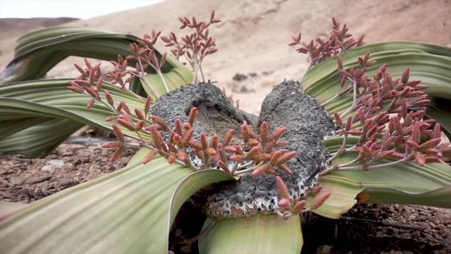 Slowmotion Close-up of an old Welwitschia in Namibia Desert