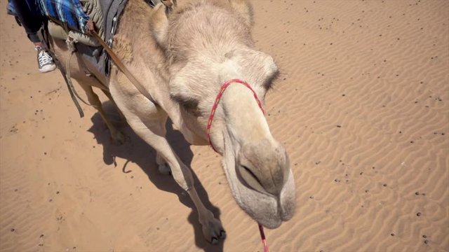 Slomo of an African Camel Walking trough Desert with Tourist Riding on Back