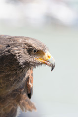 Portrait of Harris's Hawk in the sun