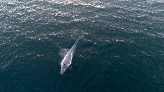 Drone footage of a blue whale spouting.