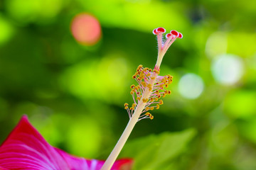 Close up of a pink hibiscus stamen with a green and blurry background on a summer day in Brazil