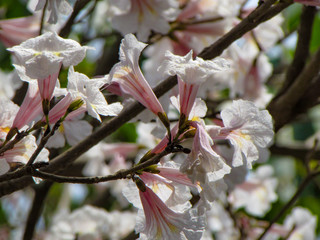 Close up of a white and pink ipe flower. A brazilian tree blossoming during spring.