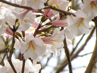 Close up of a white ipe flower. A brazilian tree blossoming during spring