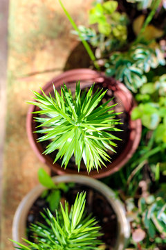 Top view of a pine tree plant on a vase on the garden floor