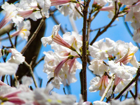 Close up of a white and pink ipe flower. A brazilian tree blossoming during a beautiful spring day