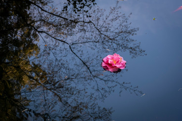 Floating Camellia