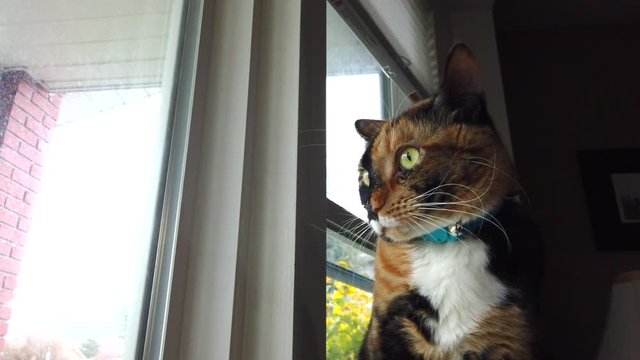 A low angle of a beautiful calico cat looking around outside watching birds from a living room window and looking around in slow motion.